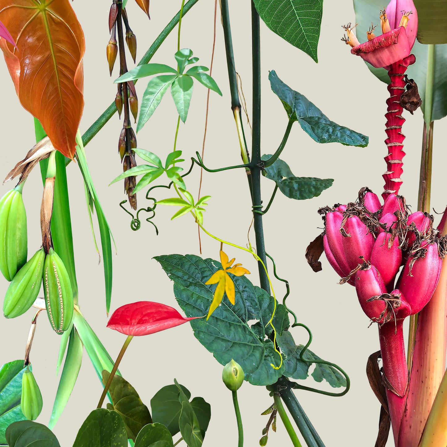 Tropical flora I - sob encomenda